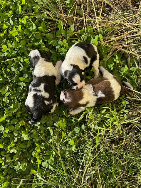 chiot Bichon Havanais Del rey rakashi