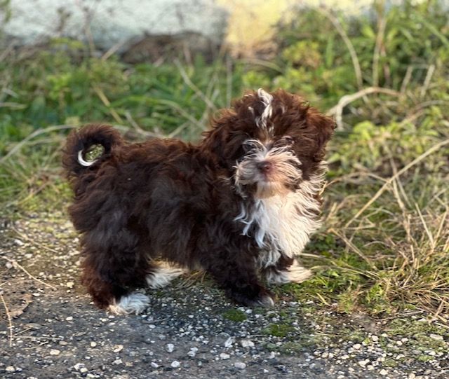 Del rey rakashi - Chiot disponible  - Bichon Havanais