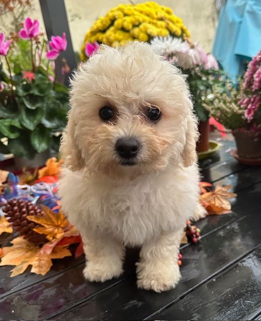 Del rey rakashi - Chiot disponible  - Bichon Frise