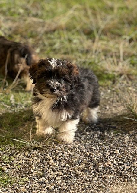 Del rey rakashi - Chiot disponible  - Bichon Havanais