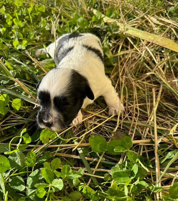 Del rey rakashi - Chiot disponible  - Bichon Havanais