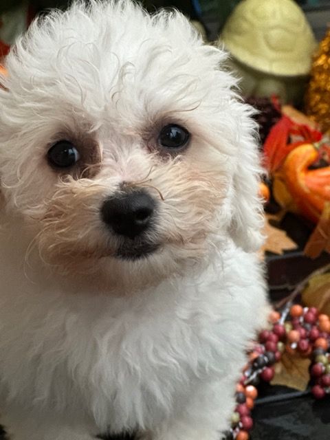 Del rey rakashi - Chiot disponible  - Bichon Frise