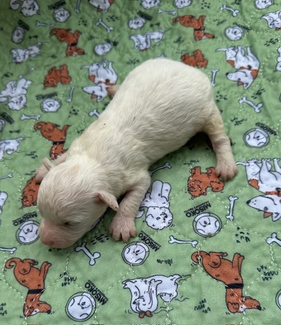 Del rey rakashi - Chiot disponible  - Bichon Frise