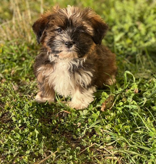 Del rey rakashi - Chiot disponible  - Bichon Havanais