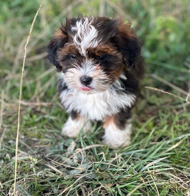 Del rey rakashi - Chiot disponible  - Bichon Havanais