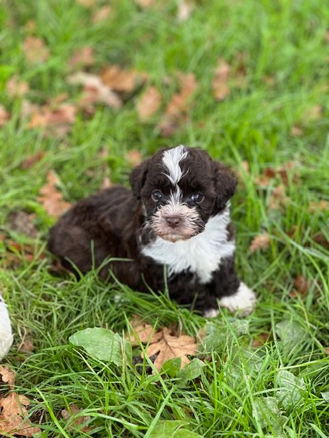 Del rey rakashi - Chiot disponible  - Bichon Havanais