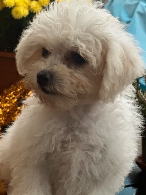 Del rey rakashi - Chiot disponible  - Bichon Frise