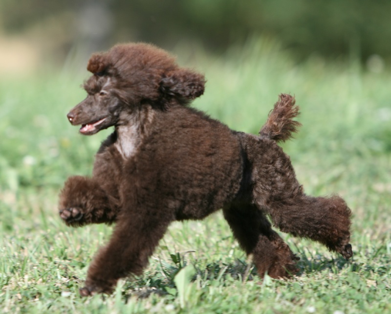 Folie d'un soir Del rey rakashi