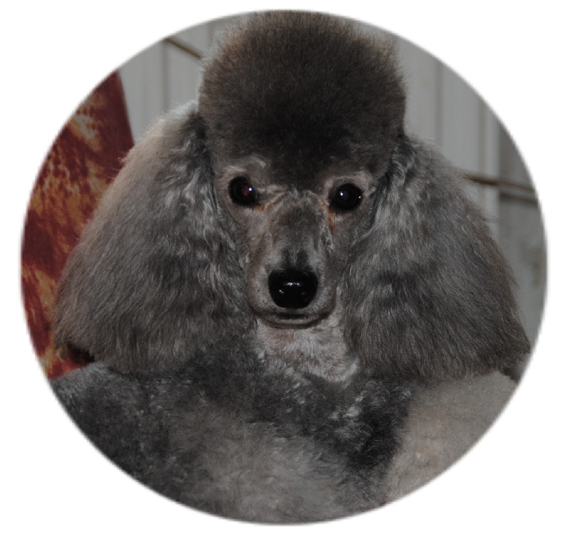 Early bird Del rey rakashi