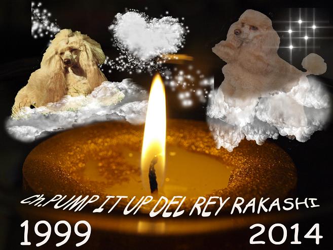 CH. Pump it up Del rey rakashi