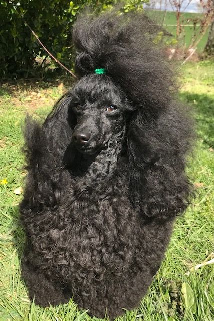 Une etoile est nee Del rey rakashi