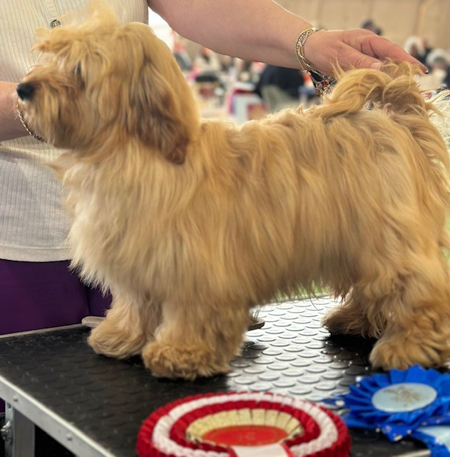 Violon d'ingres Du Buisson De La Passée