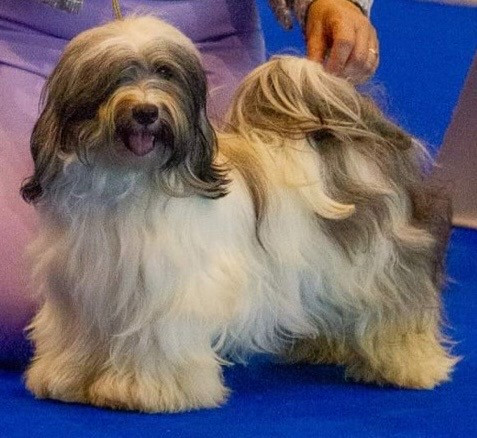 CH. DEBORAH from bohemica land