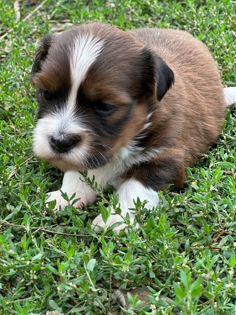 Del rey rakashi - Chiots disponibles - Bichon Havanais