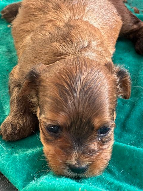 Del rey rakashi - Chiots disponibles - Bichon Havanais