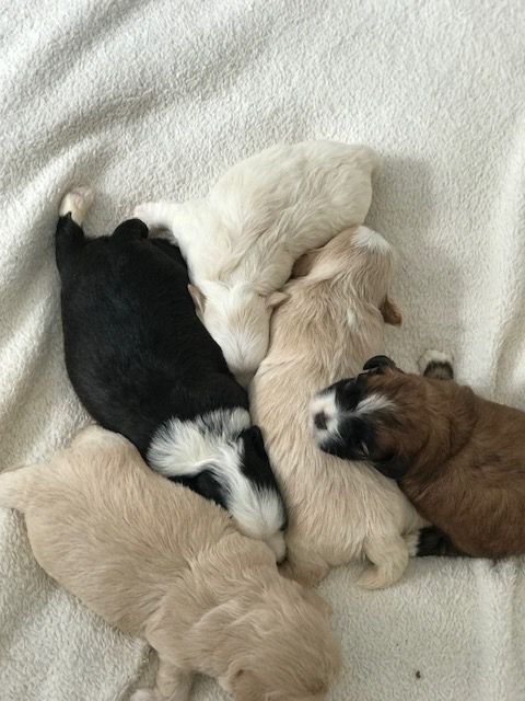 Chiot Bichon Havanais Del rey rakashi