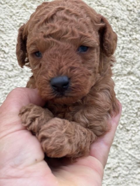 Del rey rakashi - Chiots disponibles - Caniche