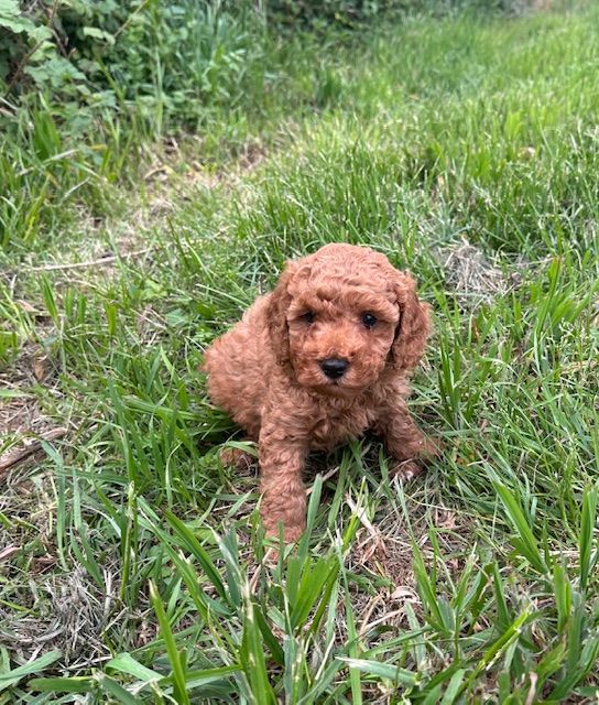 Del rey rakashi - Chiots disponibles - Caniche