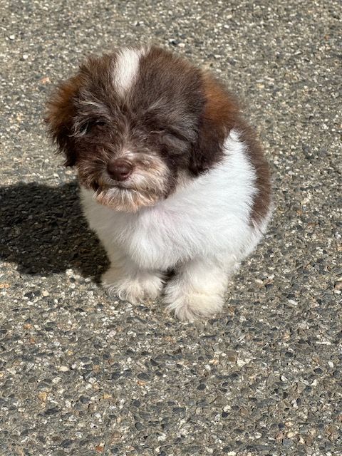 Del rey rakashi - Chiots disponibles - Bichon Havanais