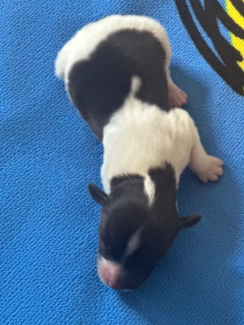 Del rey rakashi - Chiots disponibles - Bichon Havanais
