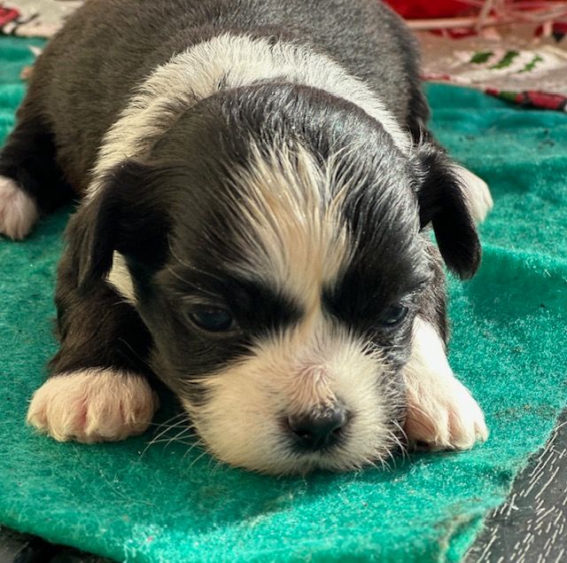 Del rey rakashi - Chiots disponibles - Bichon Havanais