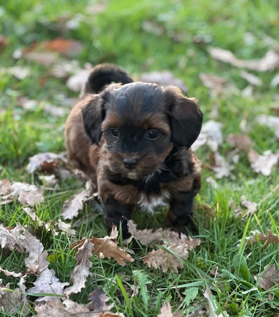 Del rey rakashi - Chiots disponibles - Bichon Havanais