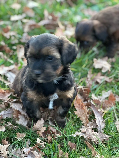 Del rey rakashi - Chiots disponibles - Bichon Havanais