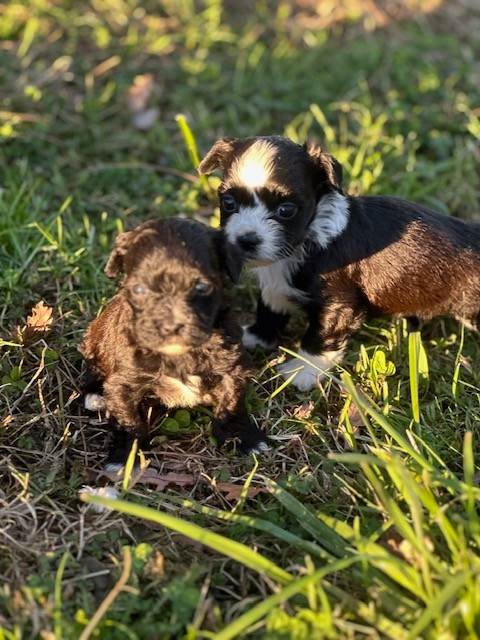Del rey rakashi - Chiots disponibles - Bichon Havanais