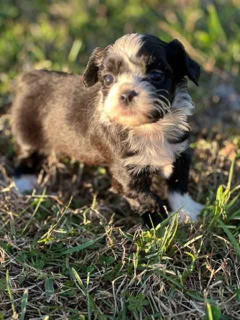 Del rey rakashi - Chiots disponibles - Bichon Havanais