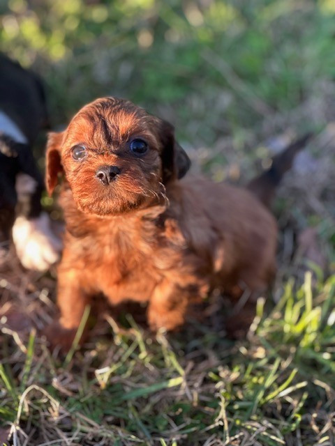 Del rey rakashi - Chiots disponibles - Bichon Havanais