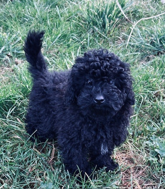 Del rey rakashi - Chiots disponibles - Caniche