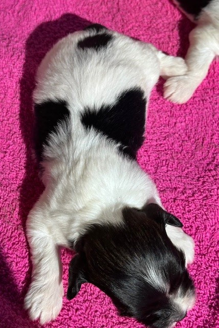 Del rey rakashi - Chiots disponibles - Bichon Havanais