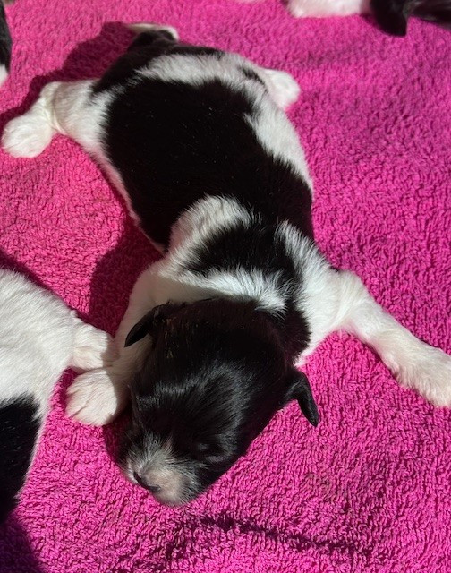 Del rey rakashi - Chiots disponibles - Bichon Havanais