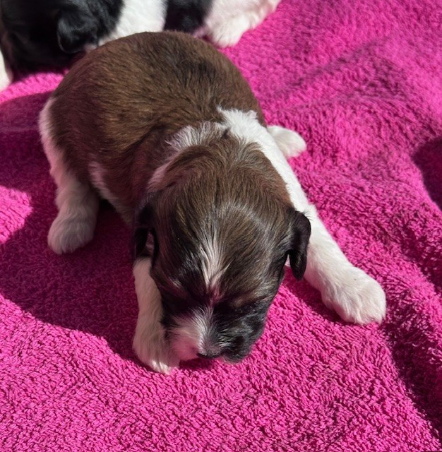 Del rey rakashi - Chiots disponibles - Bichon Havanais