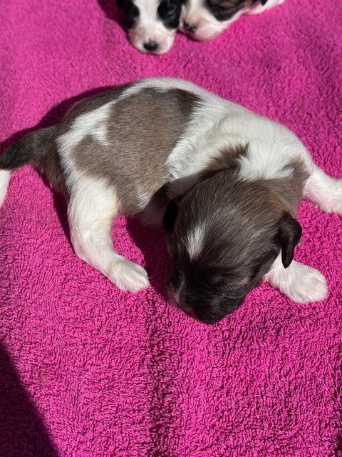 Del rey rakashi - Chiots disponibles - Bichon Havanais