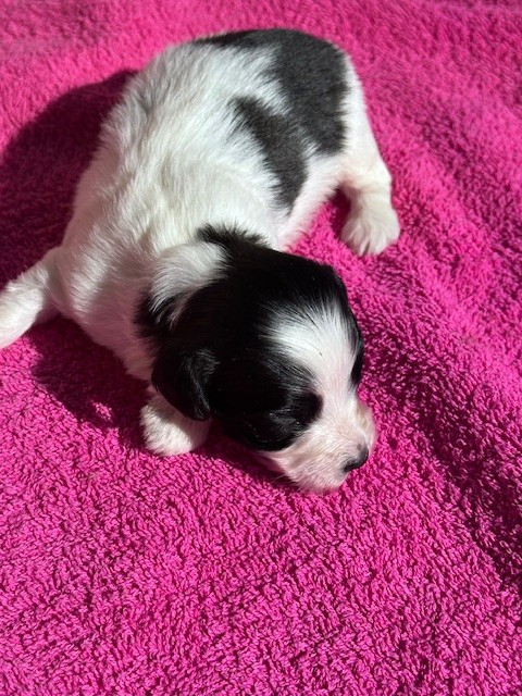 Del rey rakashi - Chiots disponibles - Bichon Havanais