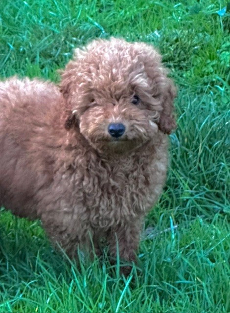 Del rey rakashi - Chiots disponibles - Caniche