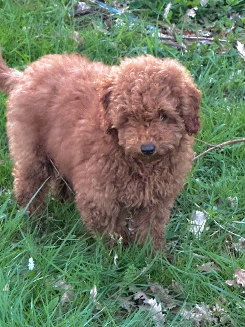 Del rey rakashi - Chiots disponibles - Caniche