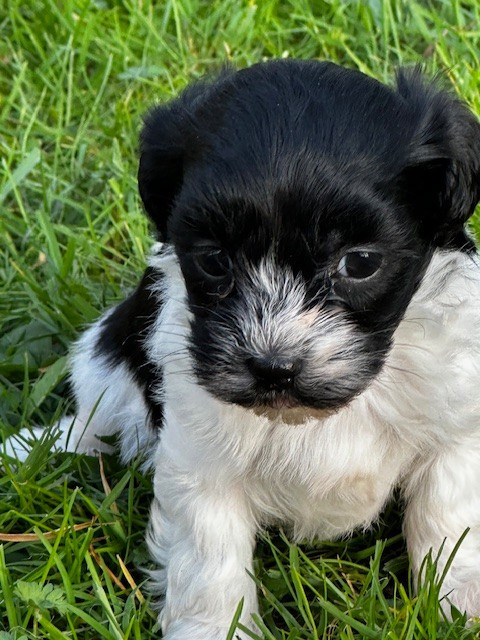 Del rey rakashi - Chiots disponibles - Bichon Havanais