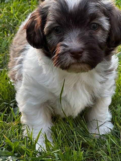 Del rey rakashi - Chiots disponibles - Bichon Havanais