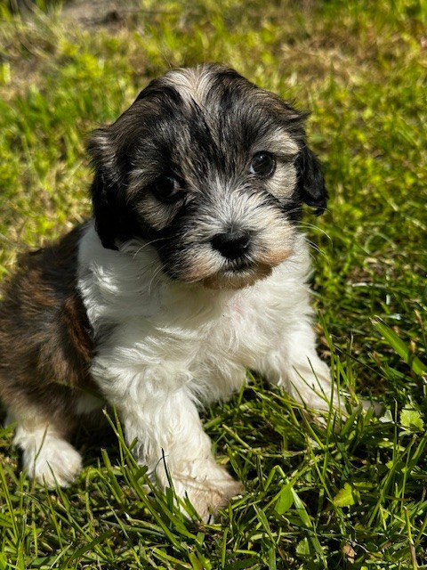 Del rey rakashi - Chiots disponibles - Bichon Havanais