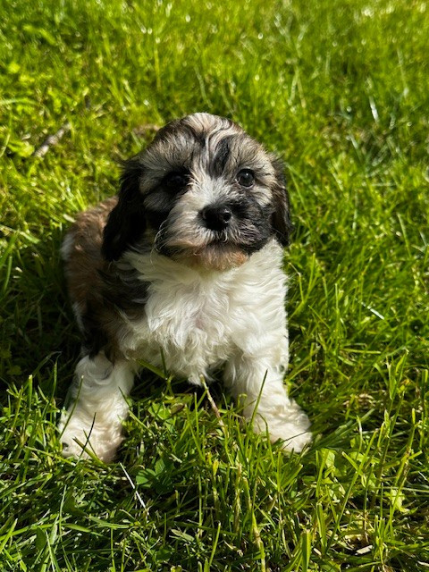 Del rey rakashi - Chiots disponibles - Bichon Havanais