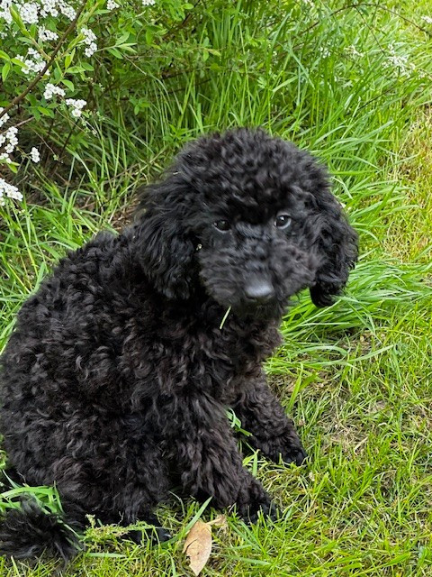 Del rey rakashi - Chiots disponibles - Caniche