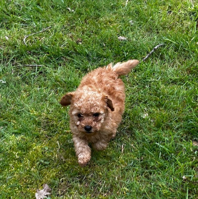 Del rey rakashi - Chiots disponibles - Caniche