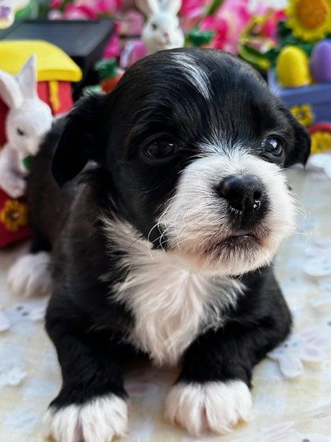 Chiot Bichon Havanais Del rey rakashi