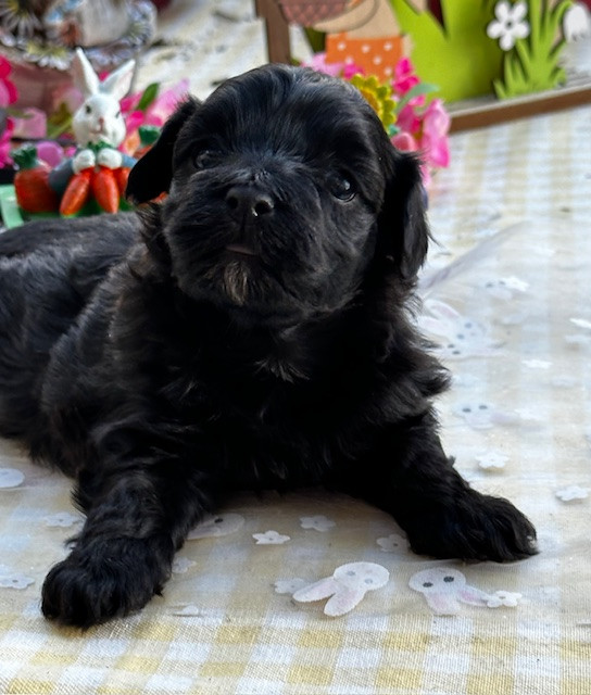 Del rey rakashi - Chiots disponibles - Bichon Havanais