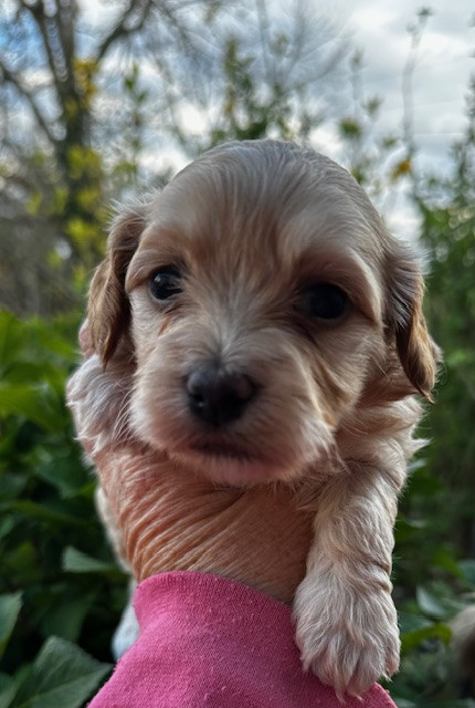 Del rey rakashi - Chiots disponibles - Bichon Havanais