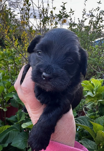 Del rey rakashi - Chiots disponibles - Bichon Havanais