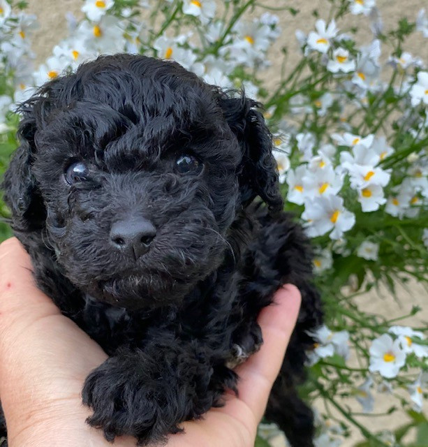 Del rey rakashi - Chiots disponibles - Caniche