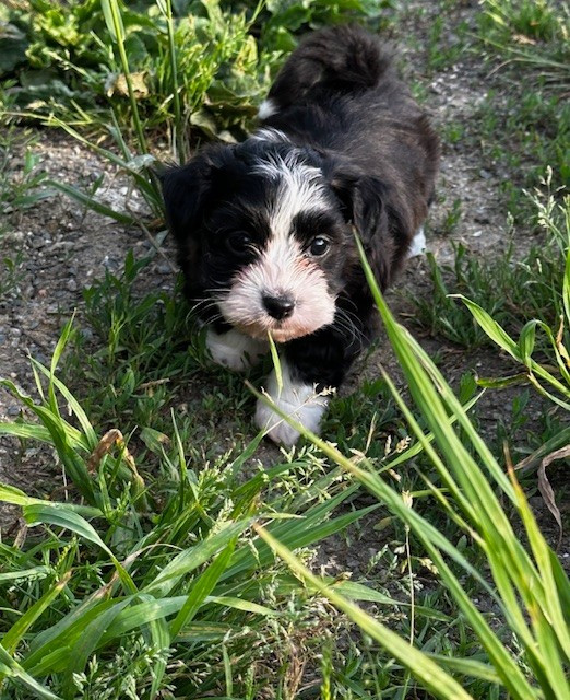 Del rey rakashi - Chiots disponibles - Bichon Havanais